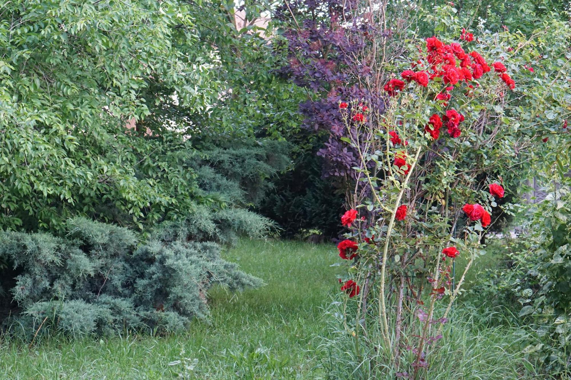 Villa Hanna'S Garden - Mintia Exterior photo